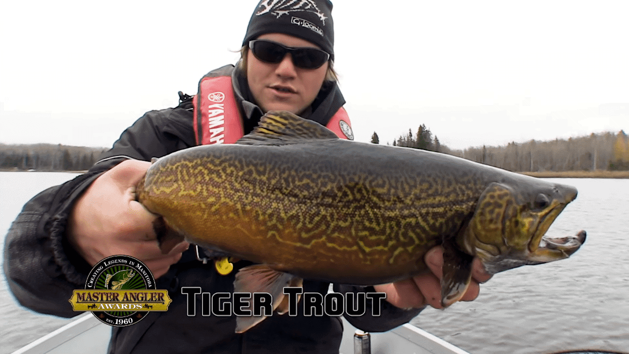 Fly Fishing for Massive Tiger Trout in Manitoba