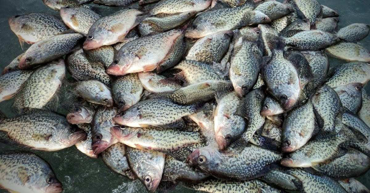 Minnesota Panfish Regulations
