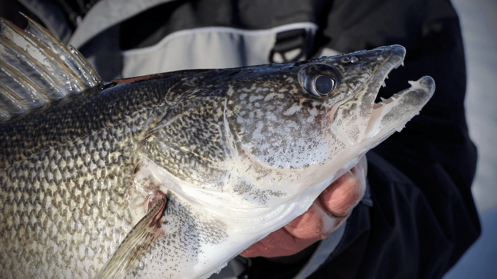 Catch More Walleye on Downsized Spoons