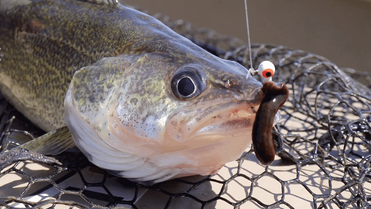 Devils Lakes (ND) Fishing Report – Zippy Dahl