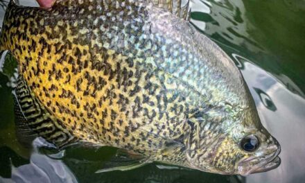 Summertime Crappies Tips