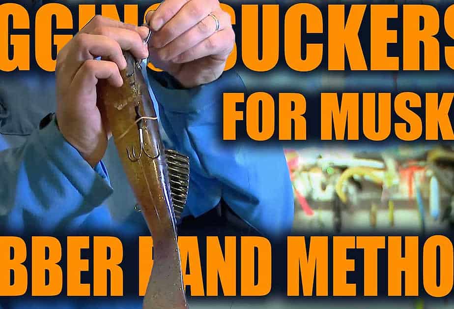 Rigging Suckers for Musky: Rubber Band Method
