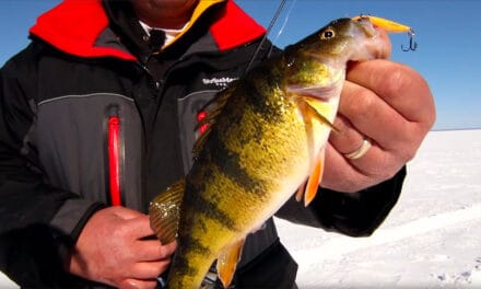 Lure Selection for Bigger Perch
