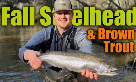 Fall Steelhead and Brown Trout in Rivers