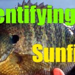 Identifying Sunfish