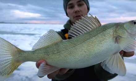 Ice Fishing for Lake Manitoba Walleye