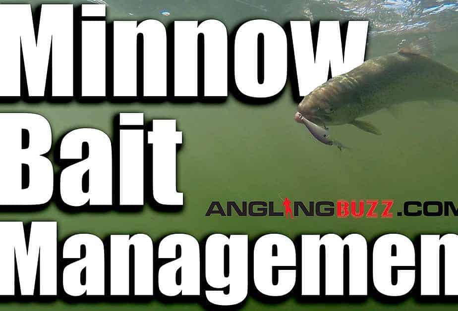 Minnow Bait Management