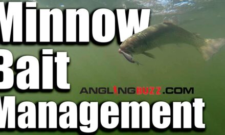 Minnow Bait Management