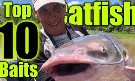 Top 10 Best Catfish Baits