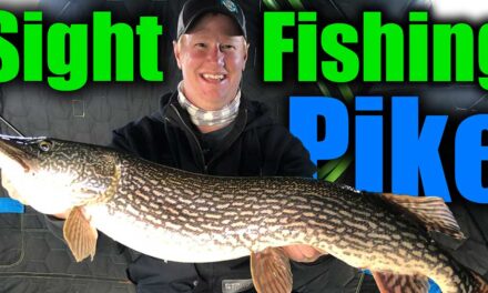 Sight Fishing for Northern Pike