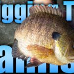 3 Tips on Jigging for Panfish